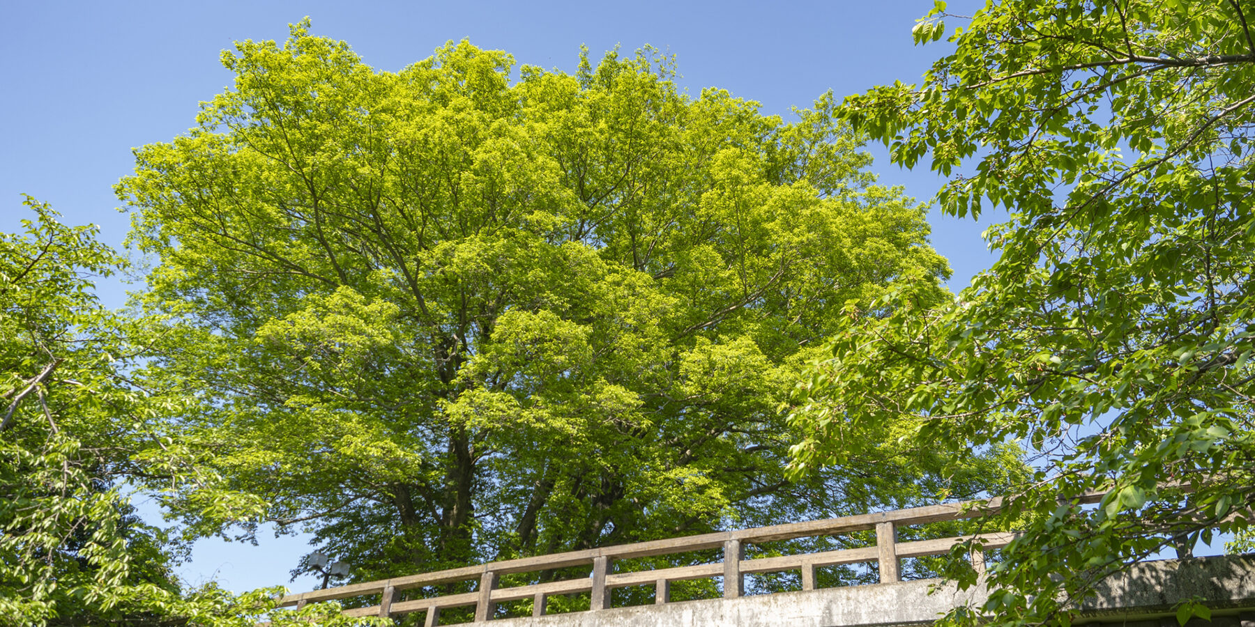 初夏をイメージさせる新緑の写真