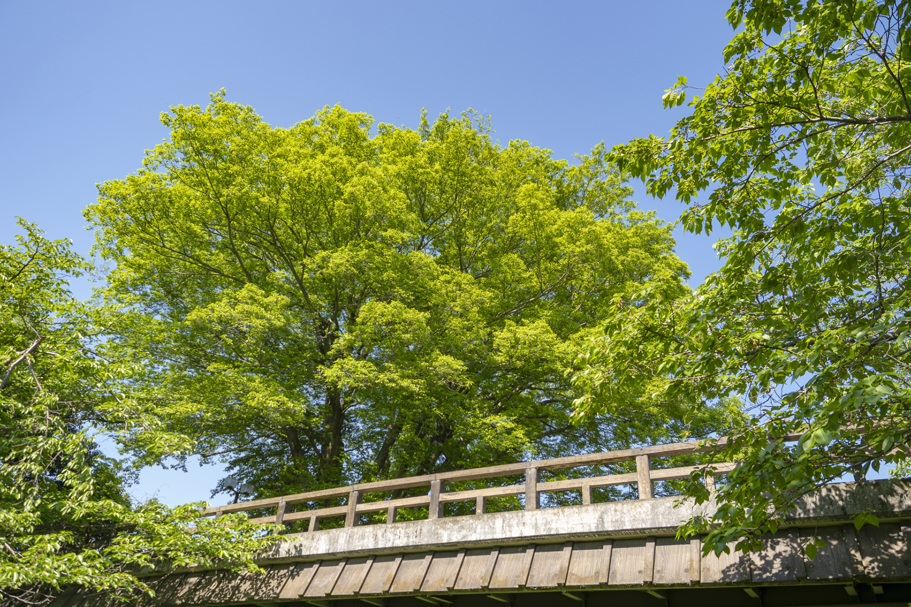 初夏をイメージさせる新緑の写真