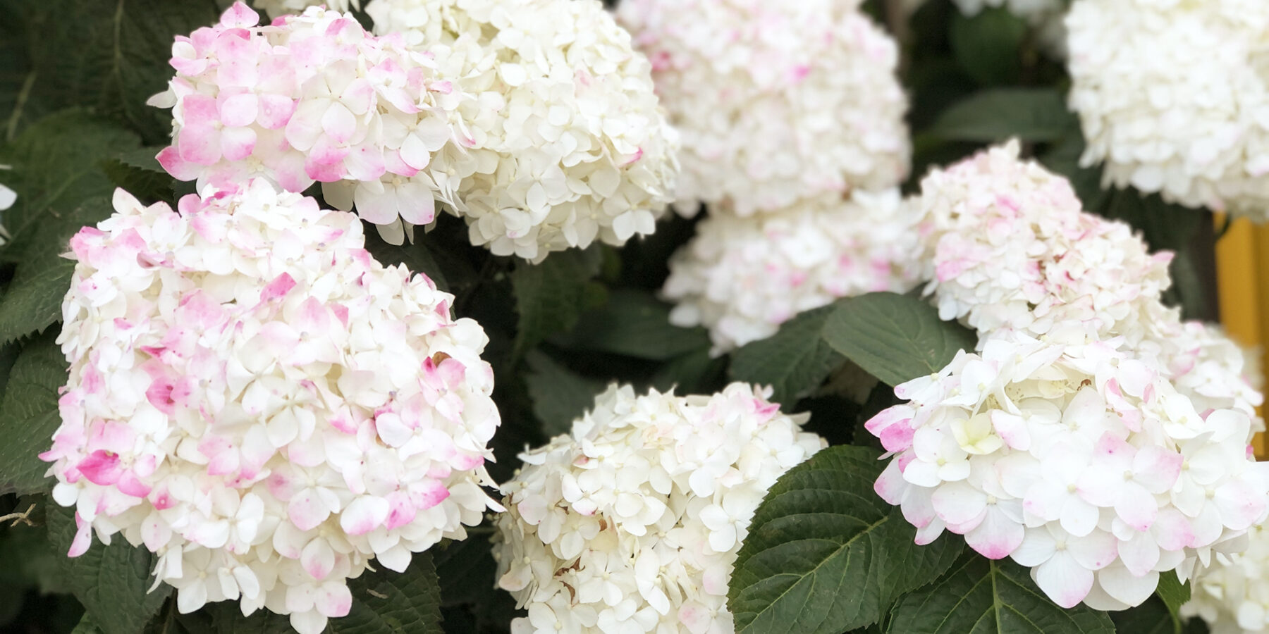 白とピンクの紫陽花