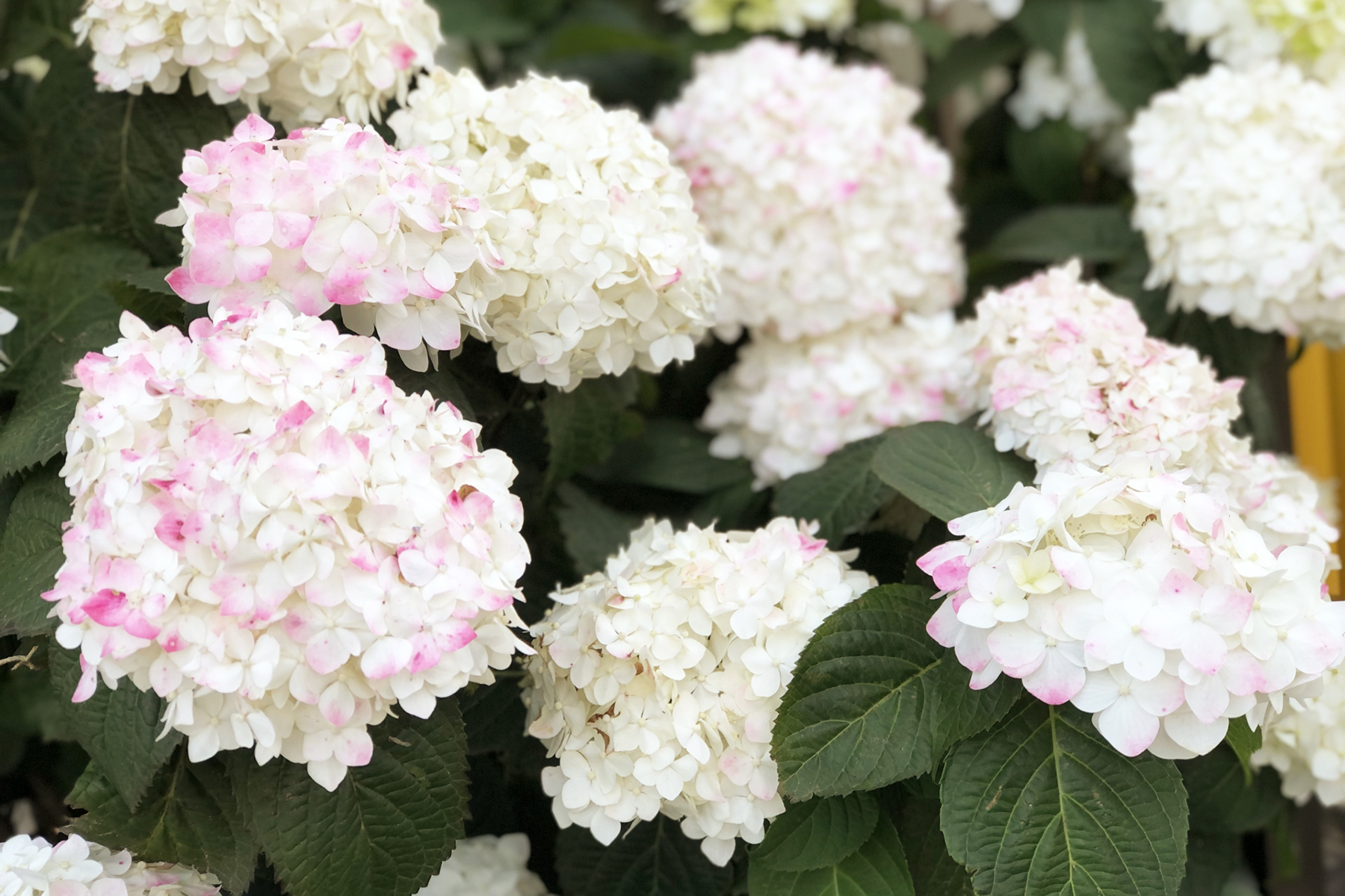 白とピンクの紫陽花